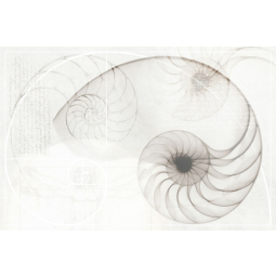 Панно Nautilus ракушка многоцветный (NT2F453DT) 40x60